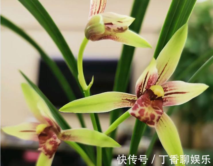 花苞|秋天养兰花，遇上“消苞”很郁闷，教你“护苞6招”，放心等花开