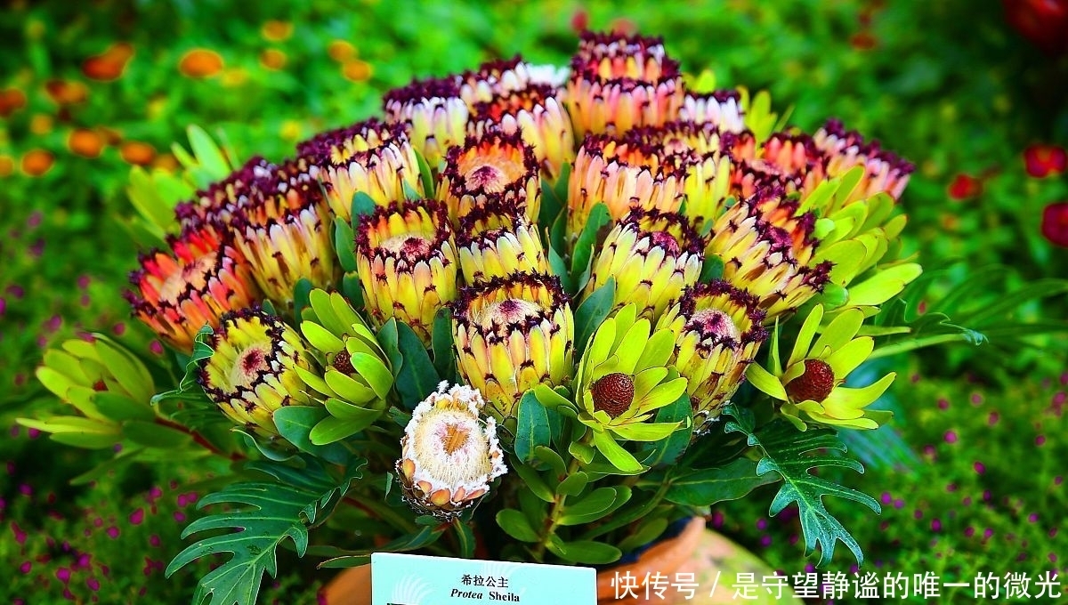  家里养盆帝王花，大气华丽，寓意事业蒸蒸日上，富贵吉祥