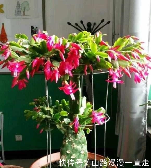 蟹爪兰|这5种花,躺着都能养好,千万不要太勤快了