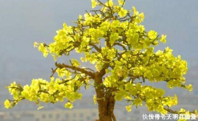 适合养在阳台的花卉,花开不断,花大色艳很漂亮