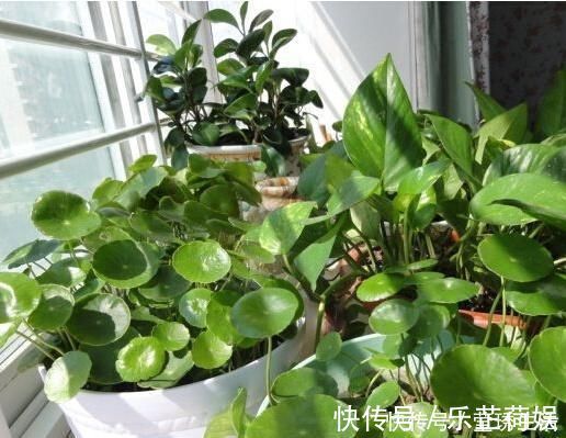 植物|2种水,是养花的“砒霜水”,万万不能用,不然黄叶花枯死