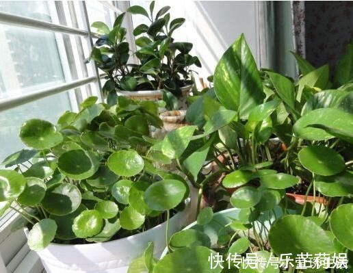 植物|2种水，是养花的“砒霜水”，万万不能用，不然黄叶花枯死