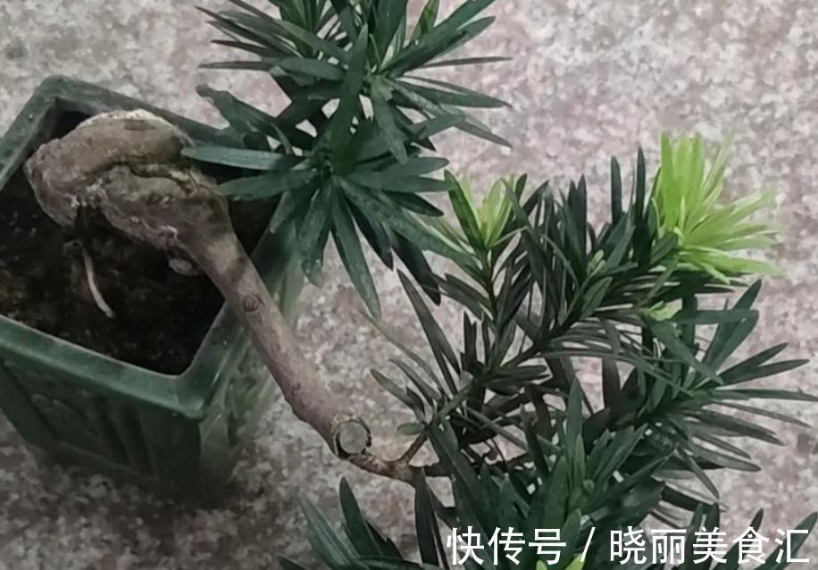 家庭盆景:镇宅又招财的罗汉松,日常打理该多注意这4点