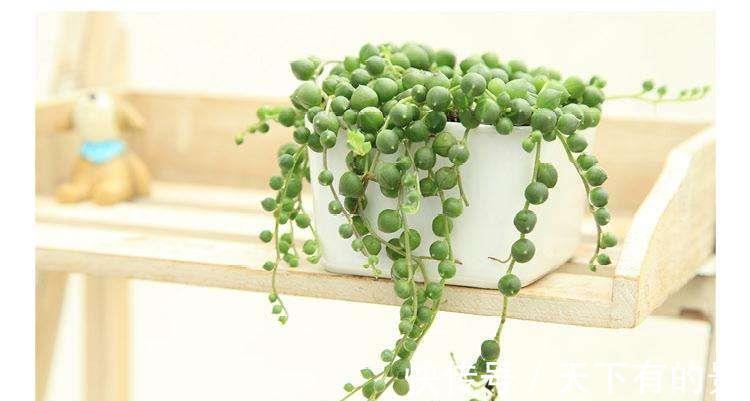 佛珠吊兰|珍珠吊兰枯萎了怎么办，忽略几点容易造成珍珠吊兰叶片萎蔫哦