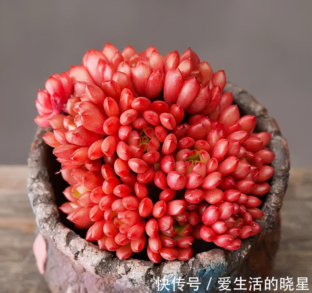 光照|教你4招养多肉红宝石,颜色鲜红靓丽,还能养成群生手捧花