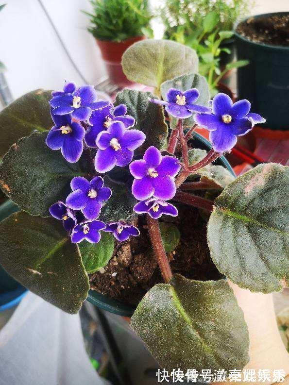 养护|4种花现在要搬进屋,要是再晒下去,就要晒成“枯草”