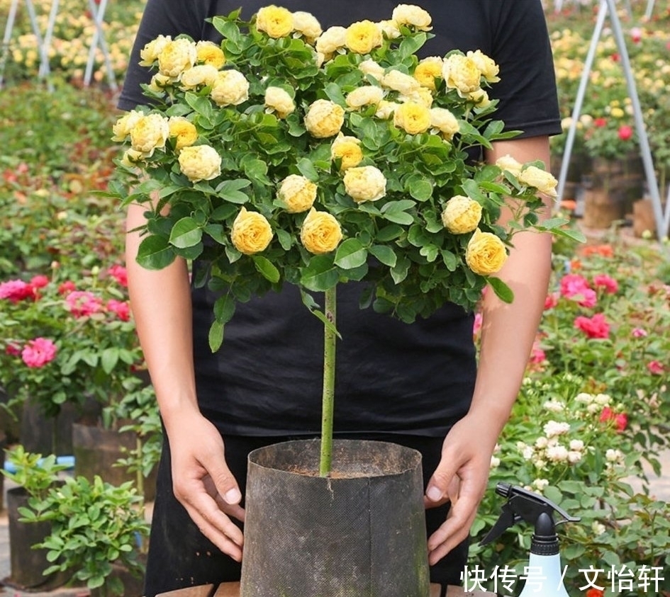 品种|100个月季品种，千姿百态，每个都很漂亮，图名并茂，值得收藏