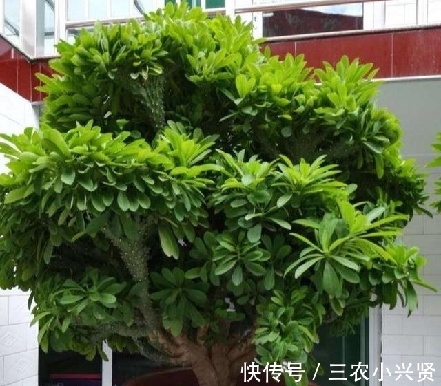 阳台养花要“讲究”，这3种“再丑”也要养一盆，镇宅又旺运