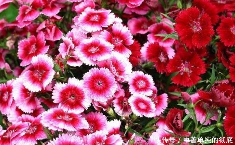家中必养“4种花”,好养漂亮花期长,越晒开花越旺