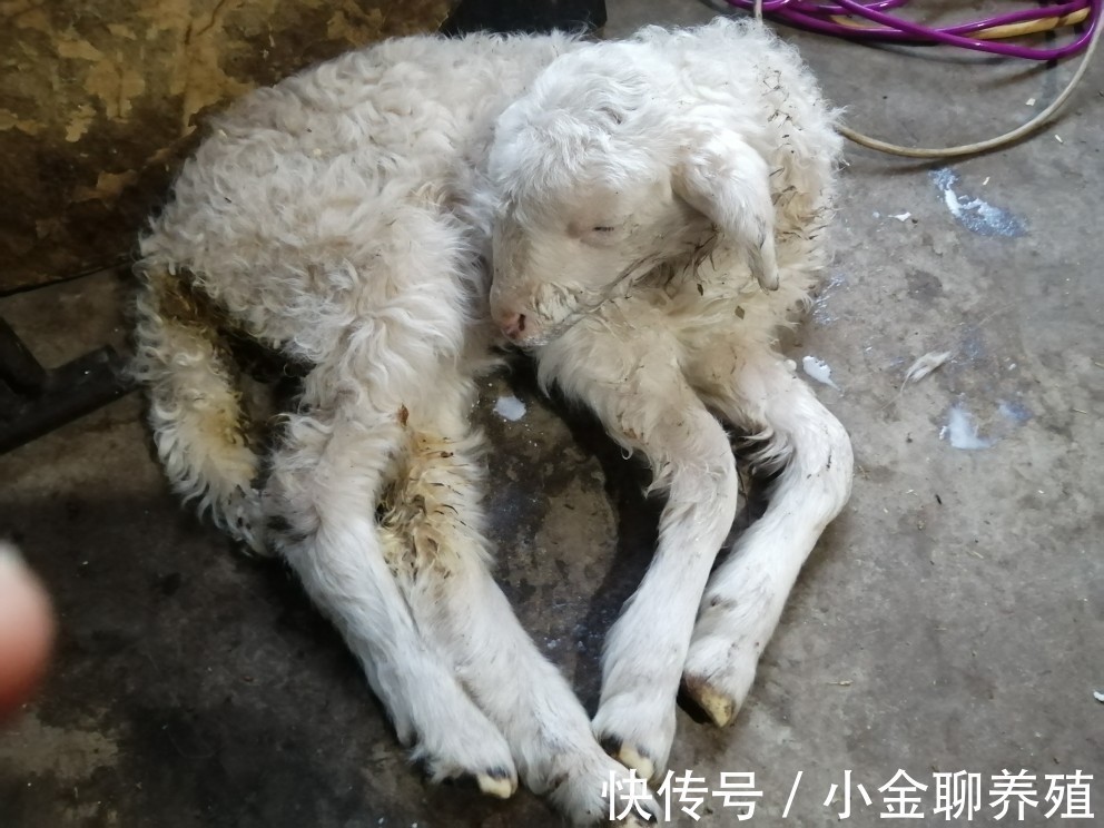 拉痢疾|羊腹泻用什么药效果好?羊拉痢疾吃什么药好得快?从这三方面入手