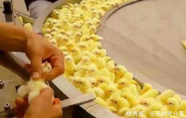 告诉|为什么炸鸡店的鸡翅从不缺货?这里告诉你答案,看完心疼小鸡!