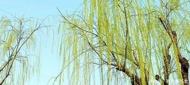 丈夫|这位寡妇将自己经历写成诗,文采不佳真情弥补,无数男性深受感动