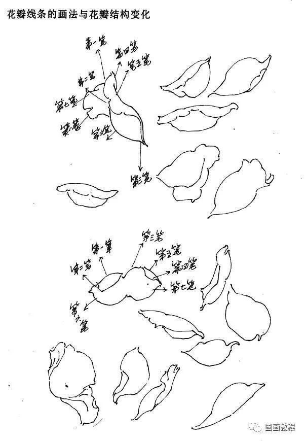 国画教程 月季花白描图谱 快资讯