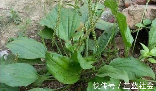 排毒养颜|5种让人头疼的“害草”,个个都是“抗癌王”,比蒲公英好100倍