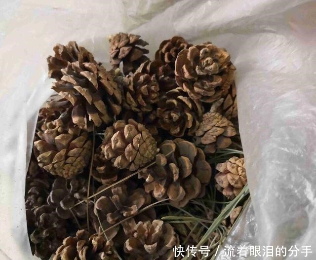 冬天出门“溜一圈”，看到“它们”捡回家，全都是养花宝贝！