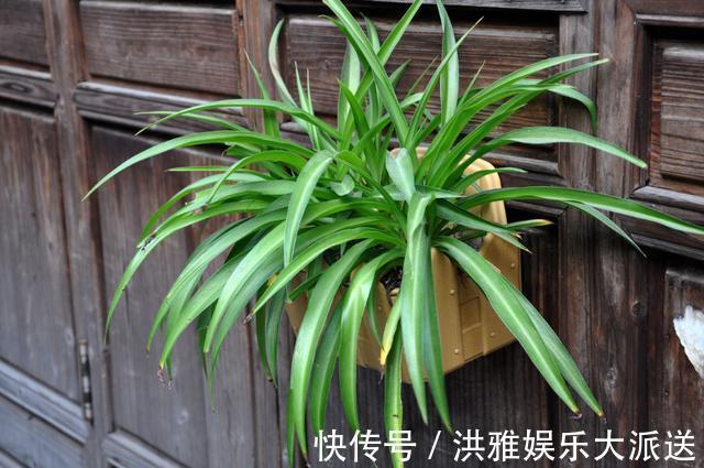 吊竹梅|3种吊兰别这么养,不然疯长爆芽,控制不住!