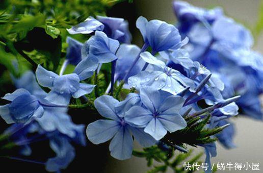 香气浓郁的几款花,全年开花不停,花色艳丽,花开枝繁叶茂