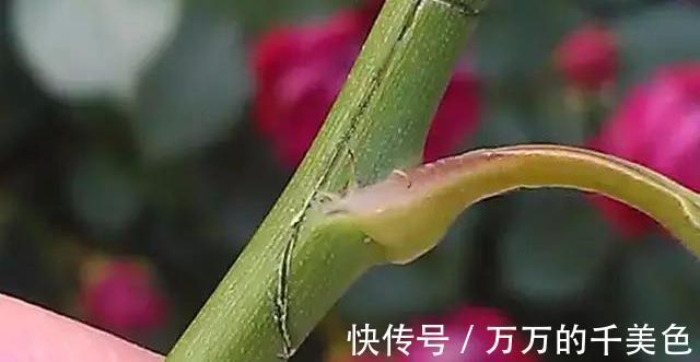 成就感|月季界的新宠,手把手教你制作树状月季,自己动手更有成就感