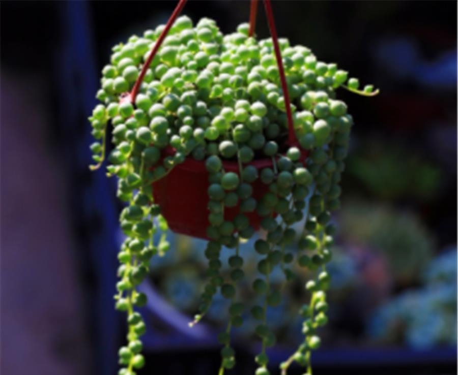 爆盆|喜欢爆盆的肉友,不妨选择这3款多肉,颜色绚丽长得快