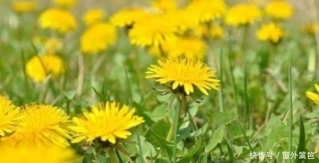 蒲公英|蒲公英和此物一起泡,肝干净了,眼睛越发明亮,气色越来越好