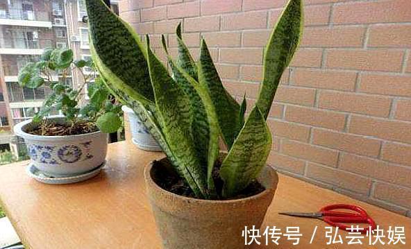 你知道虎皮兰还能开花吗只需做“3点”,开花简单,清香飘满屋