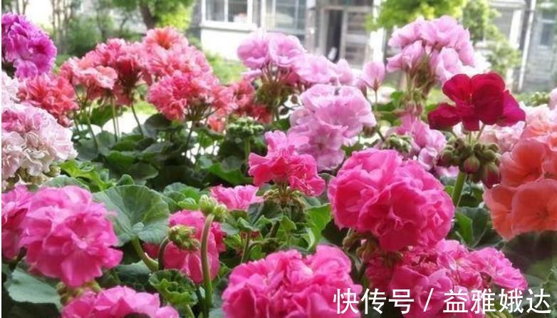 客厅|客厅养上“3种花”,一年四季“开花不断”,开花一茬又一茬