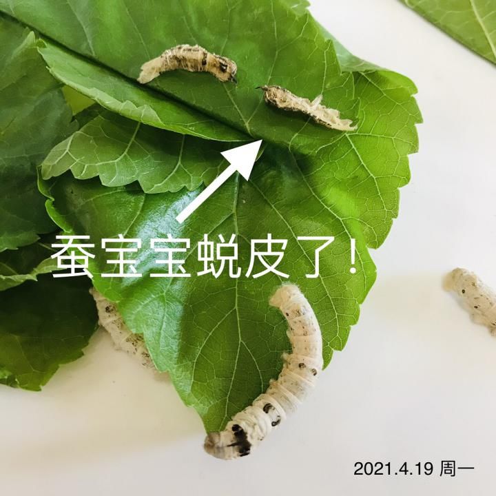 结茧|蚕宝宝是如何从蚕卵里孵化出来的？这群幼儿园娃进行了研究