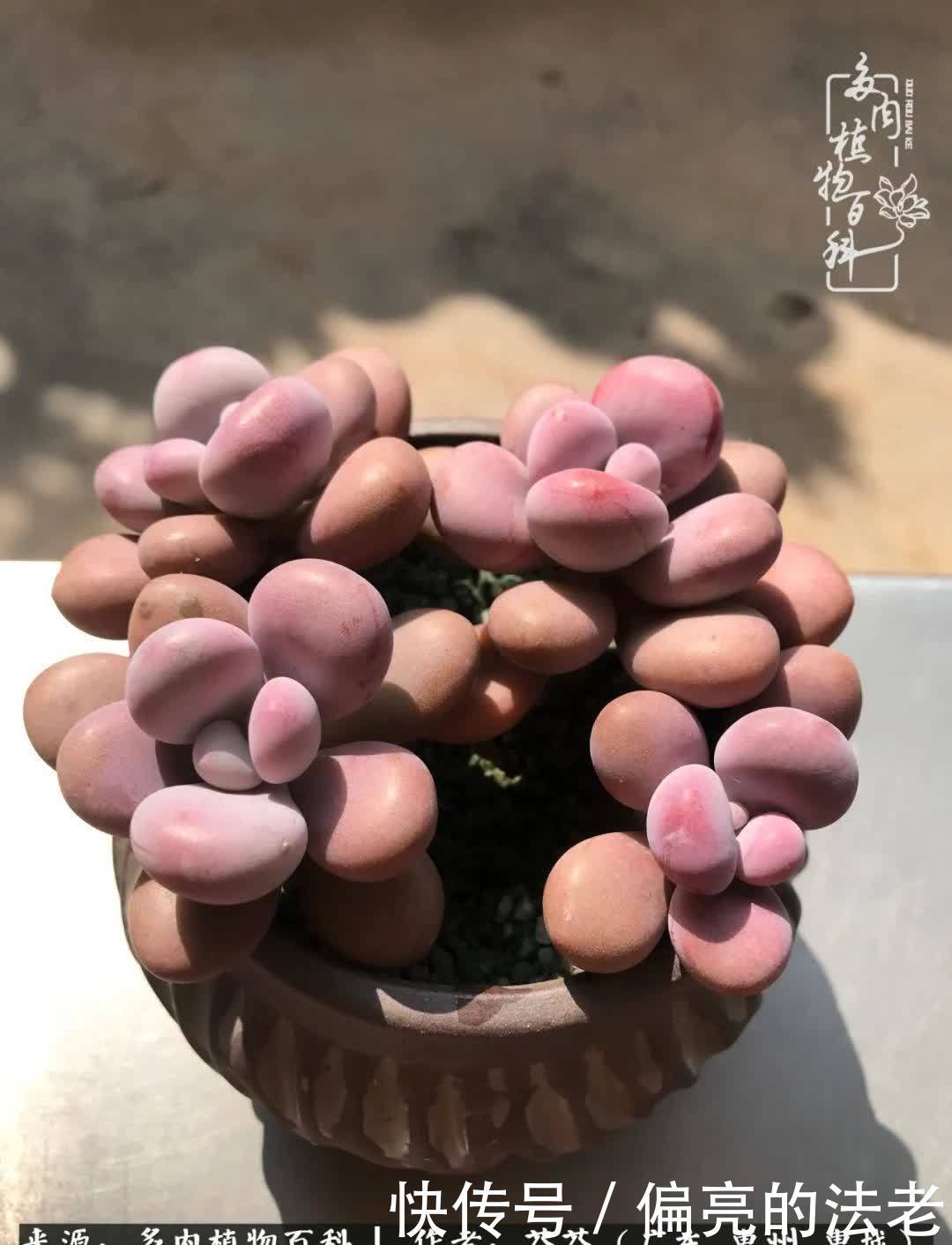 养花|一种爱好就是一种境界,养花养多肉可以培养一个人的心境!