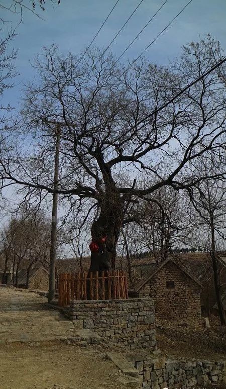 清净|清净的逯家岭村