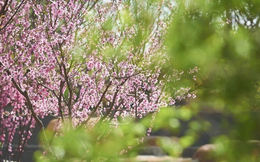 草长莺飞，风铃花开，星河湾里春光早