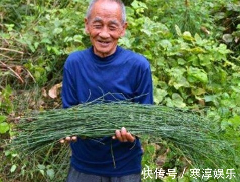 接骨木|乡间有种”臭草“,老辈农民都认识,治跌打损伤,药商收10元一斤