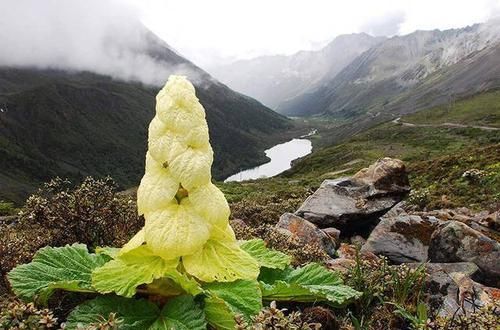 大白菜|为啥说川藏线碰到“大白菜”，不要随意采摘？原因备受争议