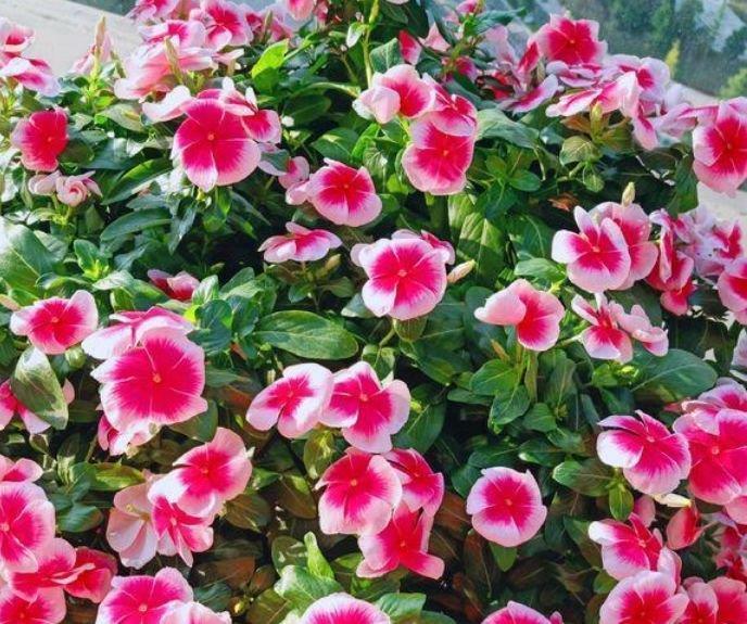 聪明人|聪明人都养4种花,开花又大又艳,比牡丹美,比绿萝好养!