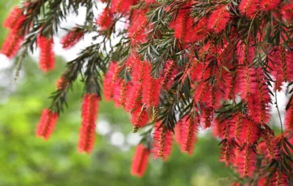 喜欢养花选“它”花语英姿飒爽，花开一串一串，颜色艳量多