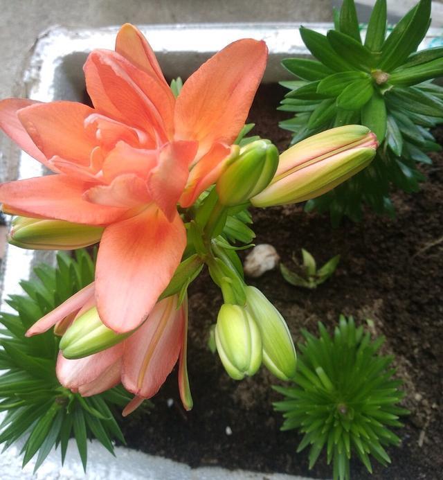 好养、好美的“4种花”,种下就活,连年开花,能养一辈子