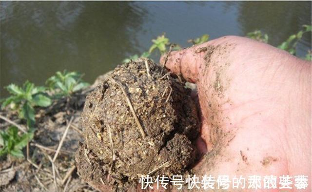 饵料|钓鱼中的“独家秘方”,只有民间野钓高手才懂,上鱼多是有原因的