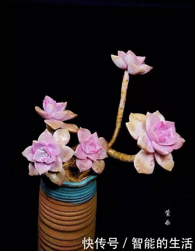 多肉植物|它被称为多肉植物中的黑马,长速快,适应能力强,不种一盆就亏了!