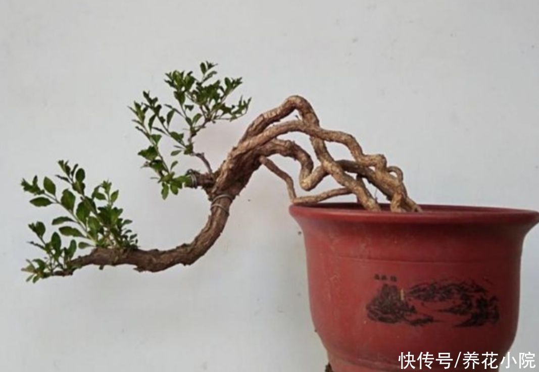 盆景不用买，5种常见的树，做成盆景漂亮又美观