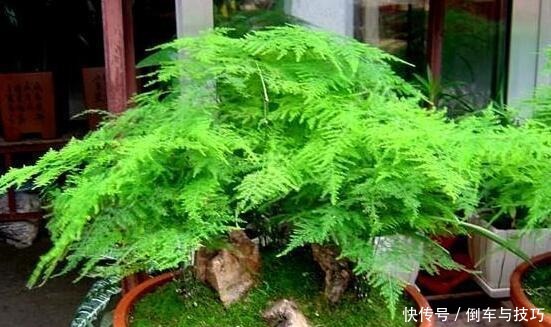 天冷也要换盆,这3种花11月之前换好盆,大冷天也能长得绿!