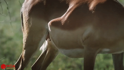 角马|蝙蝠竟然会倒立生孩子,这些生娃瞬间看得我肚子疼