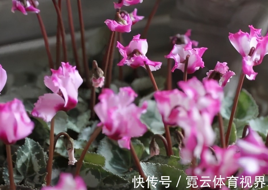 你的仙客来叶软,花趴还是黄叶,别着急,就用2招,挤满大花苞