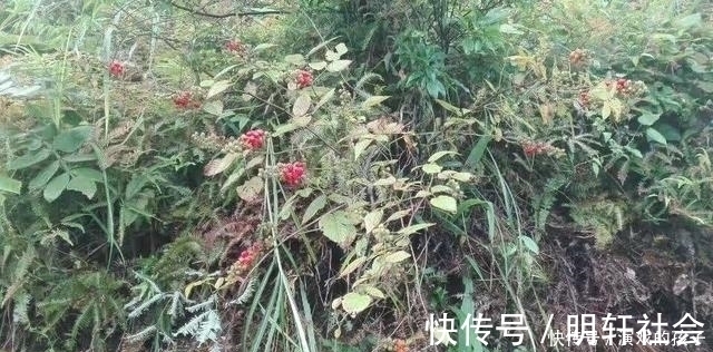 果子|农村没人吃的果子,城里人想吃都买不到,好吃又是慢性肝炎福音