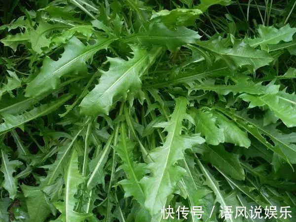 食用|蒲公英好吃,却不能乱吃,吃蒲公英有1大禁忌,还有人傻傻不清楚