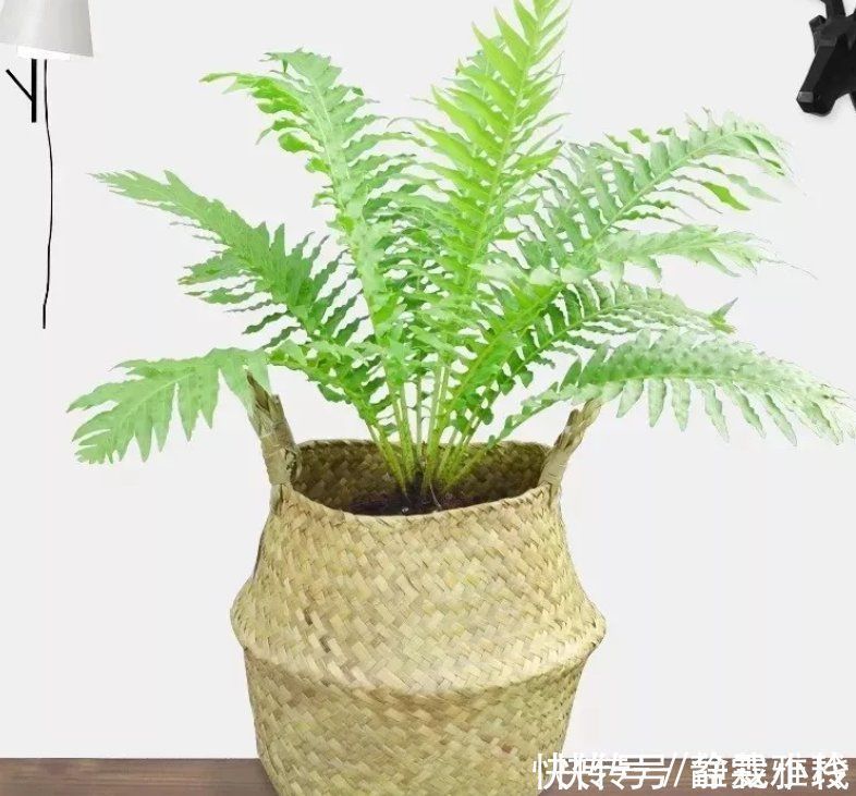 客厅养花,4种大气好看的品种别落下,关键是寓意好