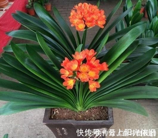 花根|君子兰不好养用上“这2种药片”，新芽呼呼冒，花开爆盆！