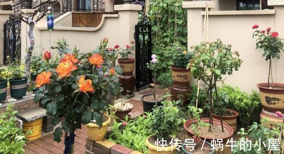 中苗|网购月季,选好品种,货比三家,多看评论,买中苗最划算!