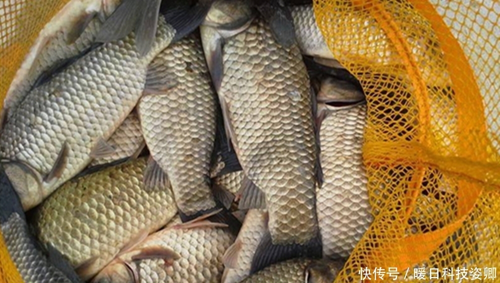 进食|夏季鲫鱼难钓,用长竿短线蘸米钓,杂鱼不闹钩,底钓大鲫很优秀