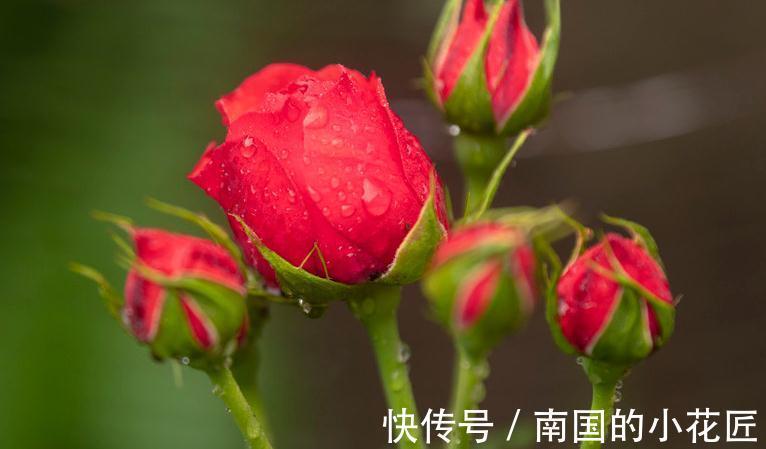 用这些歪门邪道养月季，月季盆盆爆花，又大又艳，太美了