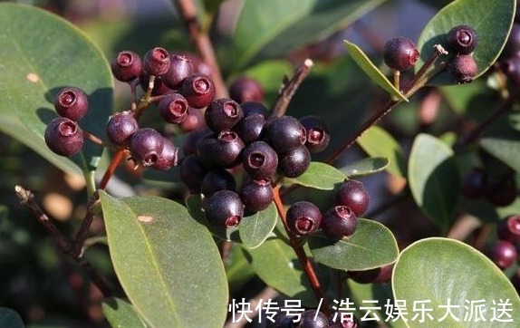 慢性痢疾|农村小小的桃金娘,浑身是宝,能养血养颜,抗衰,早知早好