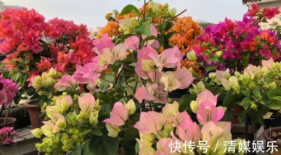 无尽夏|适合夏季养的花，好活易爆盆，花色柔美，花朵烂漫迷人，美爆了